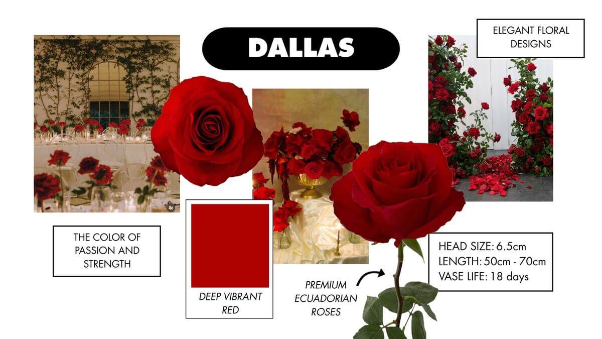 A collage illustrating what rose colors mean with the Dallas red rose symbolizing passion and strength.