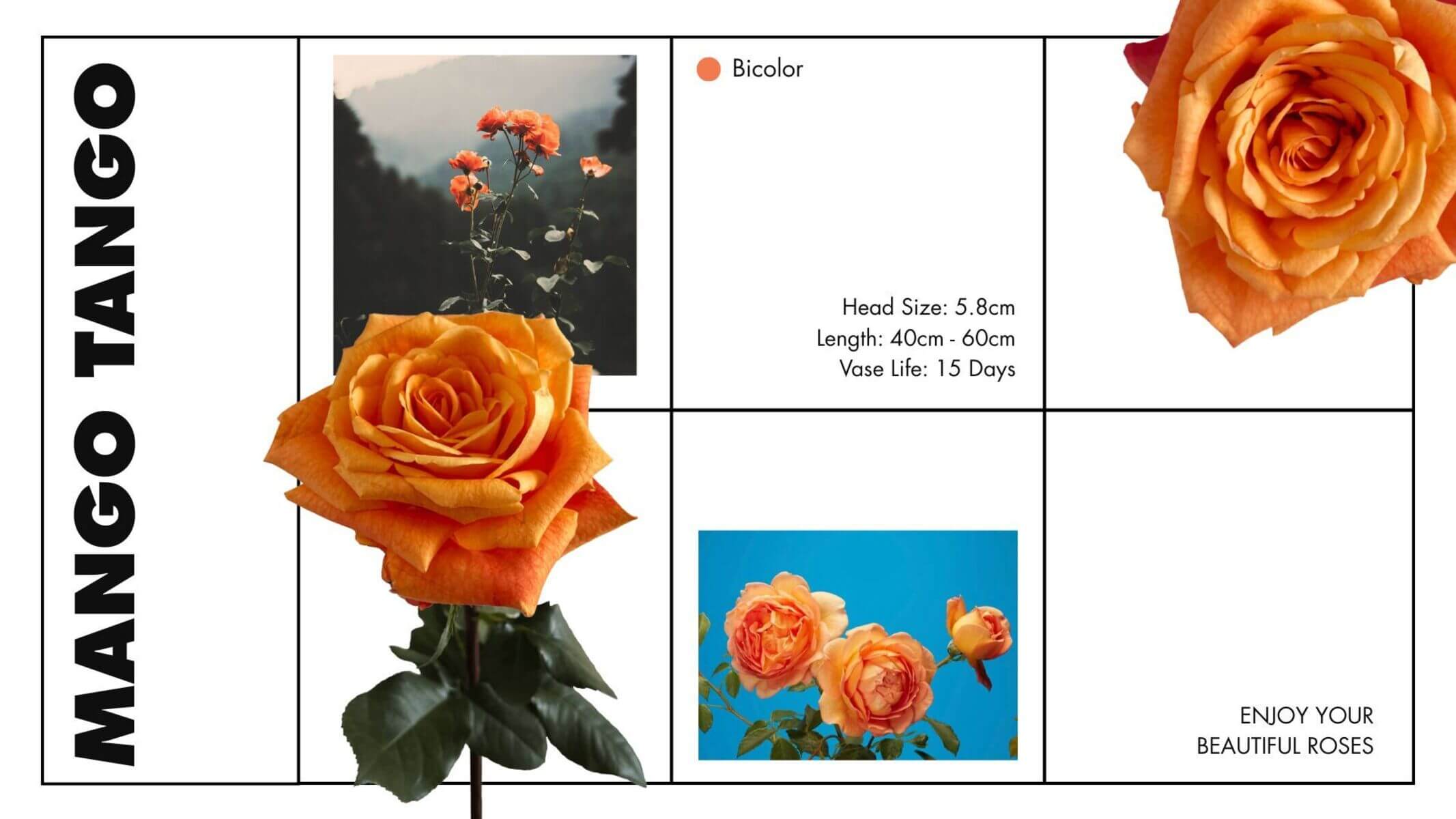 Mango tango orange roses