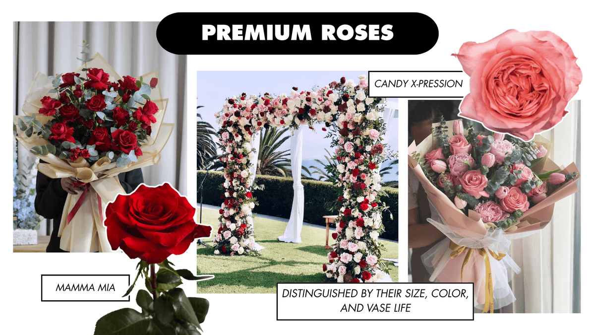 Premium rose