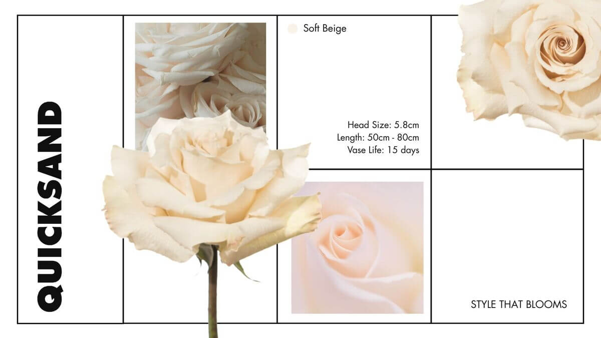 collage of quicksand novelty rose