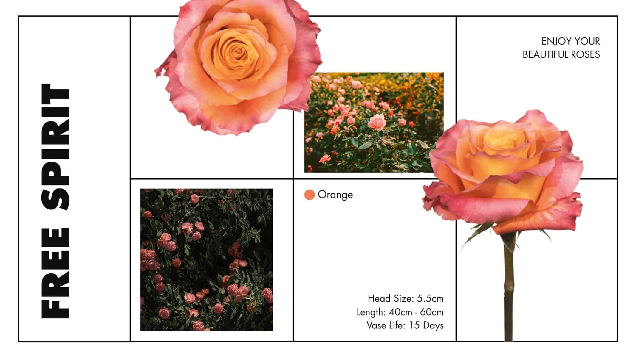 Free spirit pink and orange colored roses
