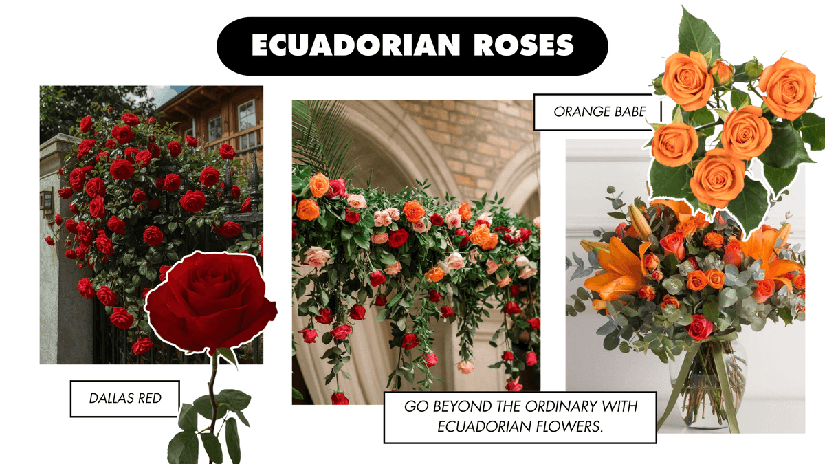 Ecuadorian Rose