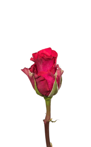 Level Up Rose first stage of bloom, premium Ecuadorian rose for export by Royal Flowers