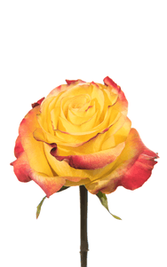 News Flash Rose third stage of bloom, premium Ecuadorian rose for export by Royal Flowers