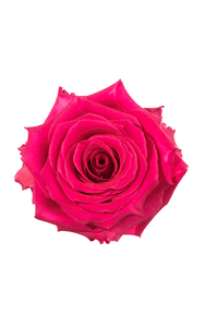 Full Monty Rose in topdown view, premium Ecuadorian rose for export by Royal Flowers