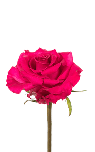 Hot Lady Rose third stage of bloom, premium Ecuadorian rose for export by Royal Flowers