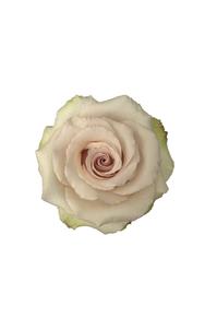 Quicksand Rose in topdown view, premium Ecuadorian rose for export by Royal Flowers