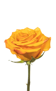Tycoon Rose third stage of bloom, premium Ecuadorian rose for export by Royal Flowers