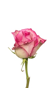 Sweet Unique Rose first stage of bloom, premium Ecuadorian rose for export by Royal Flowers