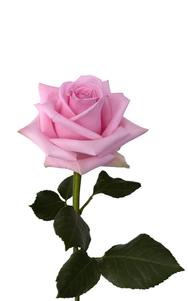 Sweet Cake Rose first stage of bloom, premium Ecuadorian rose for export by Royal Flowers