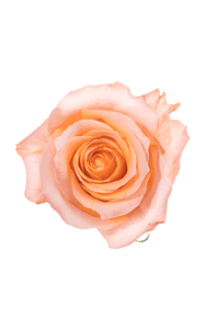Coral Reef Rose in topdown view, premium Ecuadorian rose for export by Royal Flowers