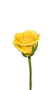 Idole Rose second stage of bloom, premium Ecuadorian rose for export by Royal Flowers