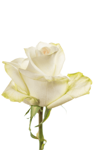 Candlelight Rose first stage of bloom, premium Ecuadorian rose for export by Royal Flowers