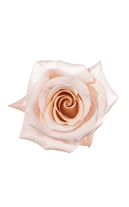 Mother of Pearl Rose in topdown view, premium Ecuadorian rose for export by Royal Flowers