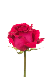 Hot Lady Rose second stage of bloom, premium Ecuadorian rose for export by Royal Flowers