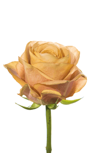 Symbol Rose third stage of bloom, premium Ecuadorian rose for export by Royal Flowers