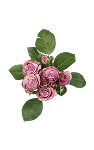 Lavender Irishka Spray Rose in topdown view, premium Ecuadorian rose for export by Royal Flowers