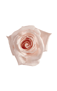 Yoga Rose in topdown view, premium Ecuadorian rose for export by Royal Flowers