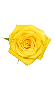 Goldfinch Rose in topdown view, premium Ecuadorian rose for export by Royal Flowers