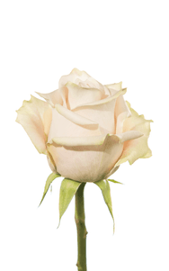 Sandy Rose second stage of bloom, premium Ecuadorian rose for export by Royal Flowers