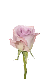 Blue Dream Rose second stage of bloom, premium Ecuadorian rose for export by Royal Flowers