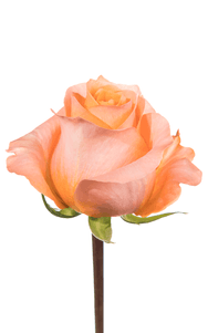 Coral Reef Rose second stage of bloom, premium Ecuadorian rose for export by Royal Flowers