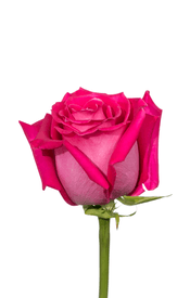 Hot Pink Roses | Royal Flowers Hot Pink Roses | Royal Flowers