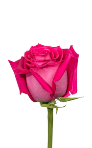 Topaz Rose third stage of bloom, premium Ecuadorian rose for export by Royal Flowers