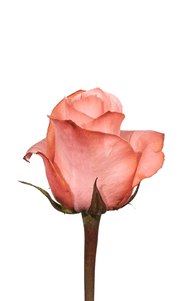 Be Sweet Rose second stage of bloom, premium Ecuadorian rose for export by Royal Flowers