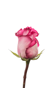 Priceless Rose first stage of bloom, premium Ecuadorian rose for export by Royal Flowers