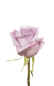 Ocean Song Rose second stage of bloom, premium Ecuadorian rose for export by Royal Flowers