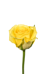 Idole Rose third stage of bloom, premium Ecuadorian rose for export by Royal Flowers
