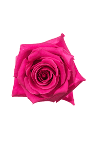 Pink Floyd Rose in topdown view, premium Ecuadorian rose for export by Royal Flowers