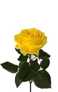 Brighton Rose first stage of bloom, premium Ecuadorian rose for export by Royal Flowers