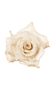 Quicksand Rose in topdown view, premium Ecuadorian rose for export by Royal Flowers