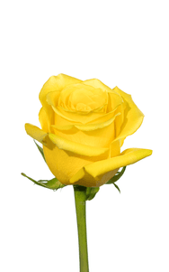 Goldfinch Rose third stage of bloom, premium Ecuadorian rose for export by Royal Flowers