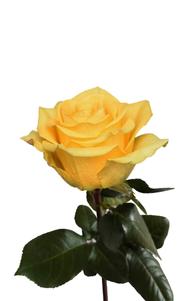 Summer Romance Rose first stage of bloom, premium Ecuadorian rose for export by Royal Flowers