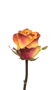 News Flash Rose first stage of bloom, premium Ecuadorian rose for export by Royal Flowers