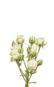 Snow Flake Spray Rose first stage of bloom, premium Ecuadorian rose for export by Royal Flowers