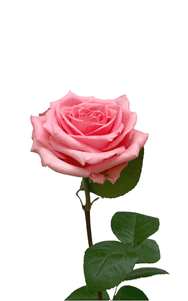 Flirty Rose first stage of bloom, premium Ecuadorian rose for export by Royal Flowers