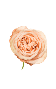 Kahala Rose in topdown view, premium Ecuadorian rose for export by Royal Flowers