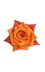 Mango Tango Rose in topdown view, premium Ecuadorian rose for export by Royal Flowers