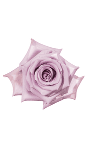 Ocean Song Rose in topdown view, premium Ecuadorian rose for export by Royal Flowers