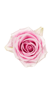 Rosita Vendela Rose in topdown view, premium Ecuadorian rose for export by Royal Flowers