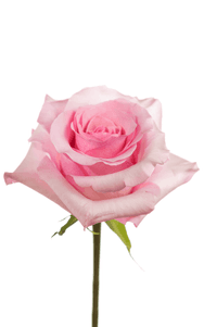 Christa Rose third stage of bloom, premium Ecuadorian rose for export by Royal Flowers