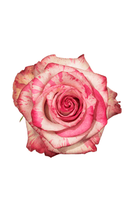 Magic Times Rose in topdown view, premium Ecuadorian rose for export by Royal Flowers
