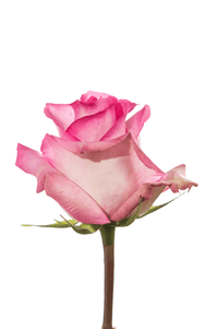 Priceless Rose second stage of bloom, premium Ecuadorian rose for export by Royal Flowers
