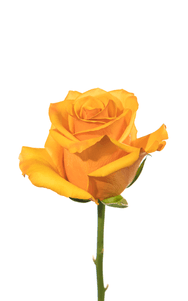 Tycoon Rose second stage of bloom, premium Ecuadorian rose for export by Royal Flowers