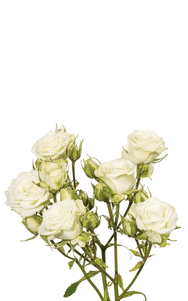 Snow Flake Spray Rose second stage of bloom, premium Ecuadorian rose for export by Royal Flowers