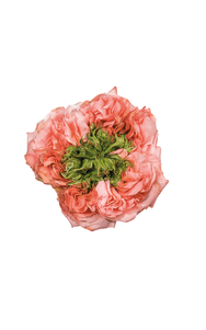 Mandarin X-Pression Rose in topdown view, premium Ecuadorian rose for export by Royal Flowers